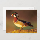 Mannelijke houteend, Illinois Briefkaart (Voorkant / Achterkant)