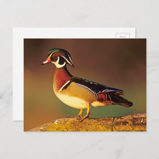 Mannelijke houteend, Illinois Briefkaart (Voorkant / Achterkant)