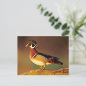 Mannelijke houteend, Illinois Briefkaart (Staand voorkant)