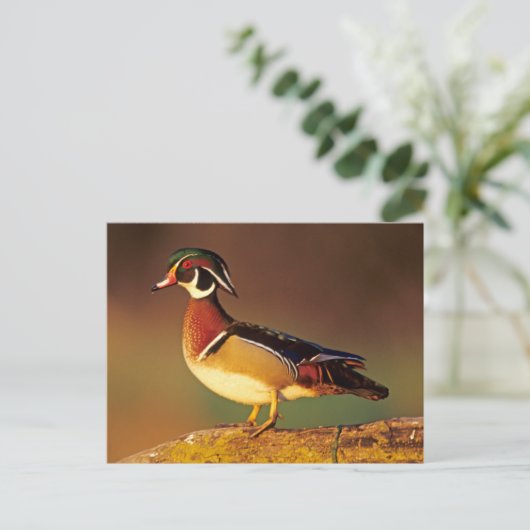 Mannelijke houteend, Illinois Briefkaart (Staand voorkant)