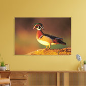 Mannelijke houteend, Illinois Canvas Afdruk (Insitu (Woonkamer))