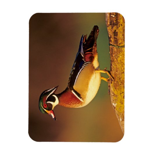 Mannelijke houteend, Illinois Magneet (Verticaal)