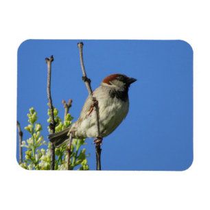 Mannelijke Huismus in de Zomer Magneet