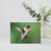 Mannelijke Hummingbird Briefkaart (Staand voorkant)