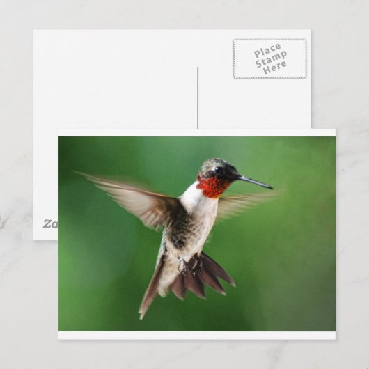 Mannelijke Hummingbird Briefkaart (Voorkant / Achterkant)