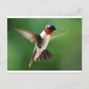 Mannelijke Hummingbird Briefkaart