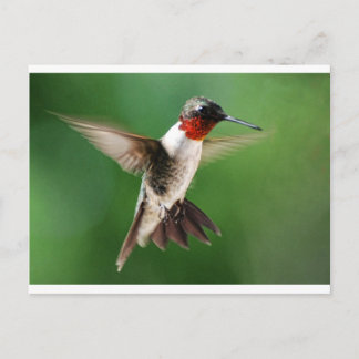 Mannelijke Hummingbird Briefkaart