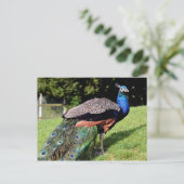 Mannelijke Indiase peafowl Briefkaart (Staand voorkant)
