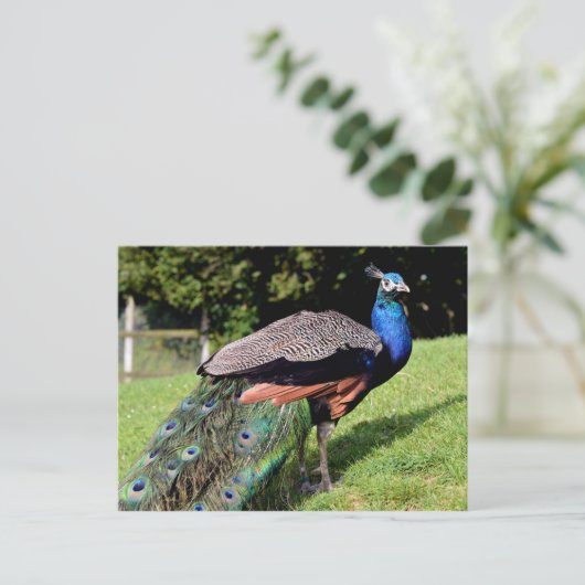 Mannelijke Indiase peafowl Briefkaart (Staand voorkant)