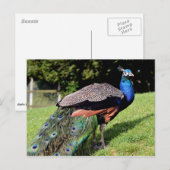 Mannelijke Indiase peafowl Briefkaart (Voorkant / Achterkant)