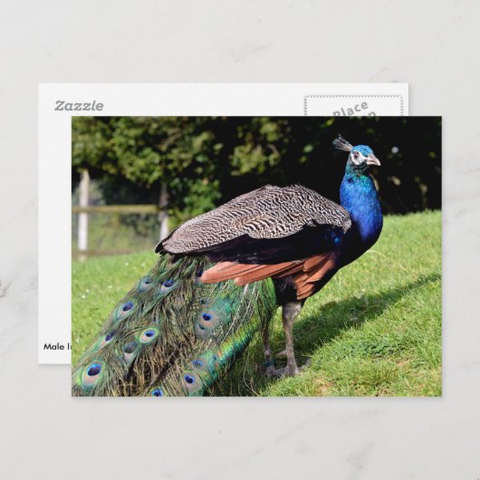 Mannelijke Indiase peafowl Briefkaart (Voorkant / Achterkant)