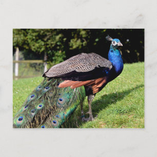 Mannelijke Indiase peafowl Briefkaart