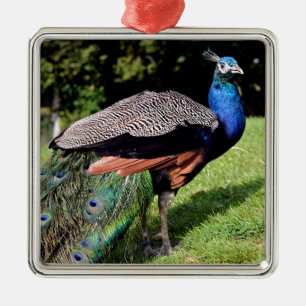Mannelijke Indiase peafowl Metalen Ornament