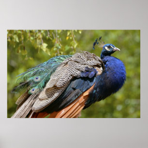 Mannelijke Indiase peafowl Poster