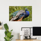 Mannelijke Indiase peafowl Poster (Thuiskantoor)