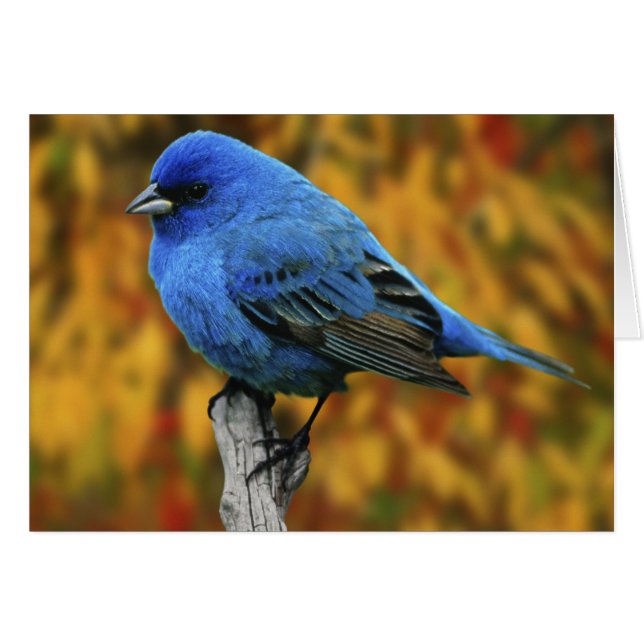 Mannelijke Indigo Bunting, Passerina cyanea (Voorkant Horizontaal)