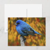 Mannelijke Indigo Bunting, Passerina cyanea Briefkaart (Voorkant / Achterkant)