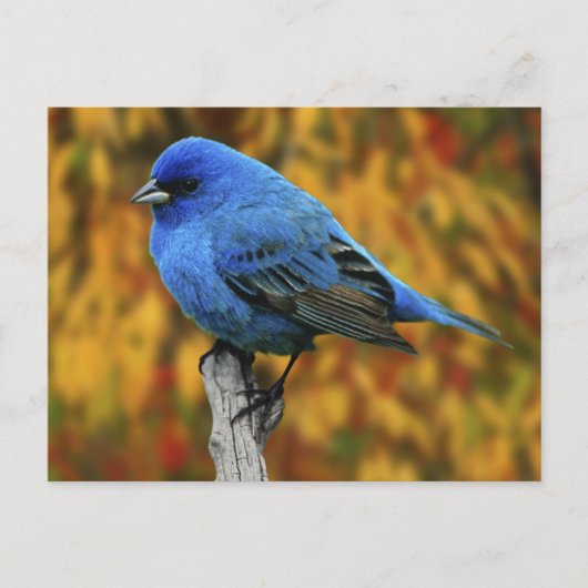 Mannelijke Indigo Bunting, Passerina cyanea Briefkaart (Voorkant)