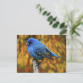 Mannelijke Indigo Bunting, Passerina cyanea Briefkaart (Staand voorkant)