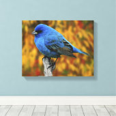 Mannelijke Indigo Bunting, Passerina cyanea Canvas Afdruk (Insitu (Houten vloer))