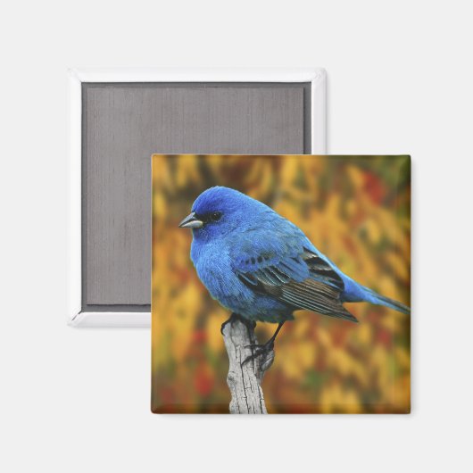 Mannelijke Indigo Bunting, Passerina cyanea Magneet (Voorkant / Achterkant)