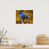 Mannelijke Indigo Bunting, Passerina cyanea Poster (Keuken)