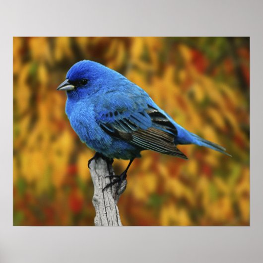Mannelijke Indigo Bunting, Passerina cyanea Poster (Voorkant)