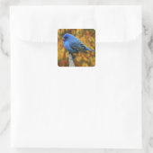 Mannelijke Indigo Bunting, Passerina cyanea Vierkante Sticker (Tas)