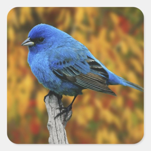 Mannelijke Indigo Bunting, Passerina cyanea Vierkante Sticker (Voorkant)