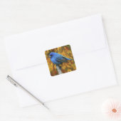Mannelijke Indigo Bunting, Passerina cyanea Vierkante Sticker (Envelop)