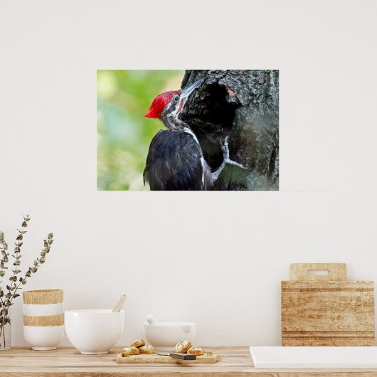 Mannelijke juveniele pileated Woodpecker op het Po Poster (Keuken)