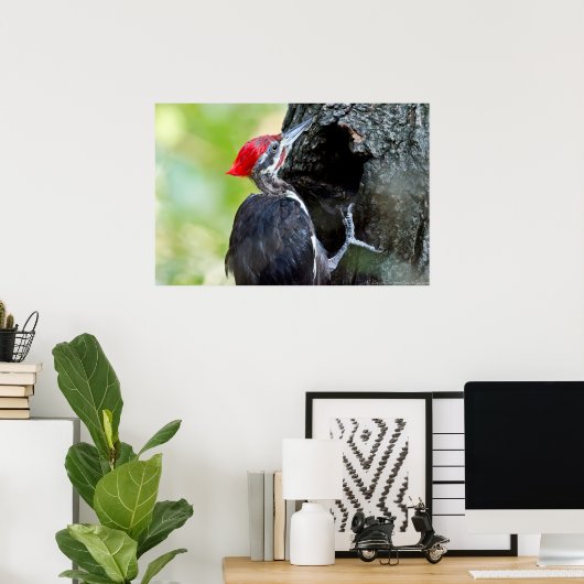 Mannelijke juveniele pileated Woodpecker op het Po Poster (Thuiskantoor)
