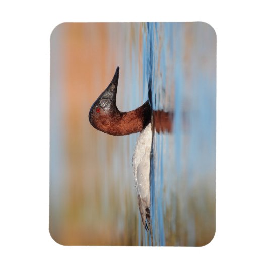 Mannelijke kanvasback-eend magneet (Verticaal)