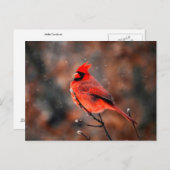 Mannelijke kardinaal Bird Briefkaart (Voorkant / Achterkant)