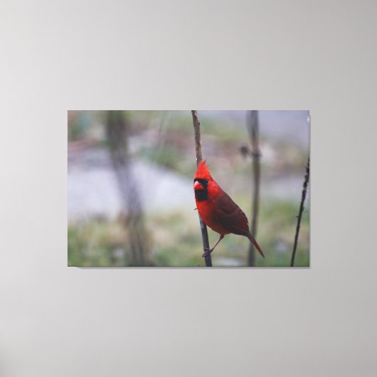 Mannelijke kardinaal Bird Canvas Afdruk (Voorkant)