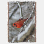 Mannelijke kardinaal deken (Voorkant Verticaal)