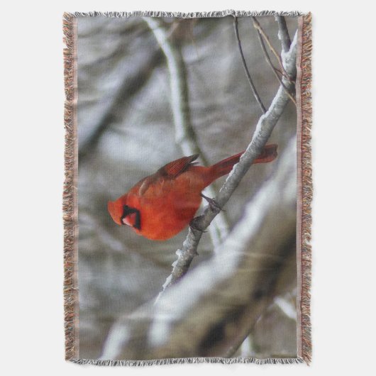 Mannelijke kardinaal deken (Voorkant Verticaal)