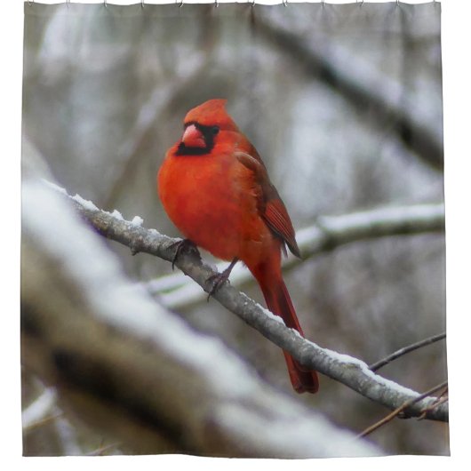 Mannelijke kardinaal douchegordijn (Voorkant)