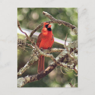 Mannelijke Kardinaal Foto Briefkaart