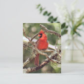 Mannelijke Kardinaal Foto Briefkaart (Staand voorkant)