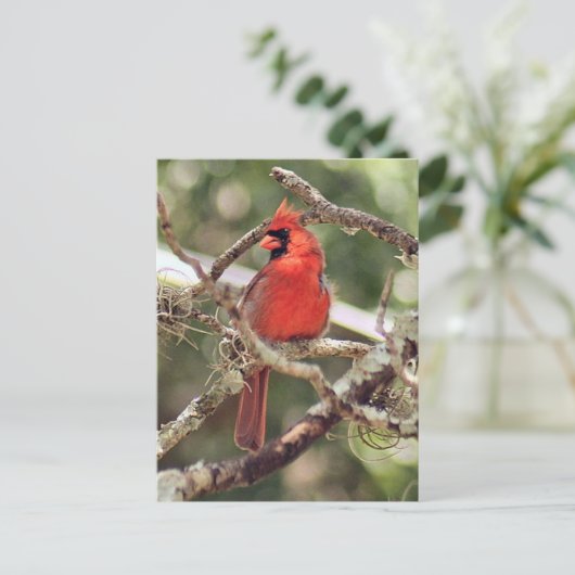 Mannelijke Kardinaal Foto Briefkaart (Staand voorkant)