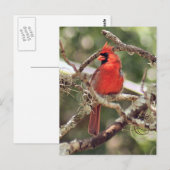 Mannelijke Kardinaal Foto Briefkaart (Voorkant / Achterkant)