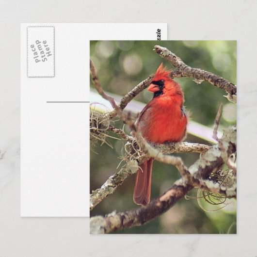 Mannelijke Kardinaal Foto Briefkaart (Voorkant / Achterkant)