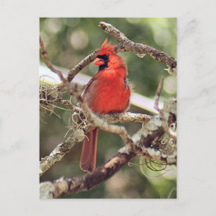 Mannelijke Kardinaal Foto Briefkaart