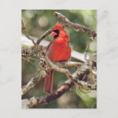 Mannelijke Kardinaal Foto Briefkaart (Voorkant)