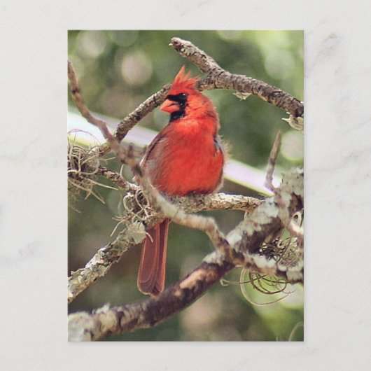 Mannelijke Kardinaal Foto Briefkaart (Voorkant)