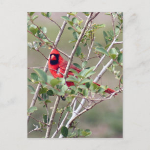 Mannelijke Kardinaal Foto Briefkaart