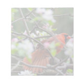 Mannelijke kardinaal in Springtime Notitieblok (Voorkant)