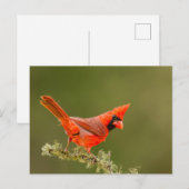 Mannelijke kardinaal op ledemaat briefkaart (Voorkant / Achterkant)