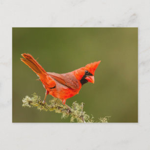 Mannelijke kardinaal op ledemaat briefkaart